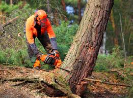 Best Lawn Grading and Leveling  in Shasta Lake, CA